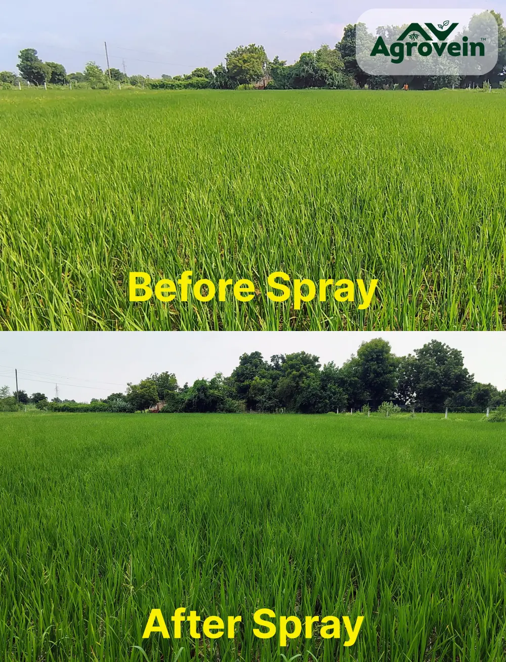 Agrovein Solutions Blog Images