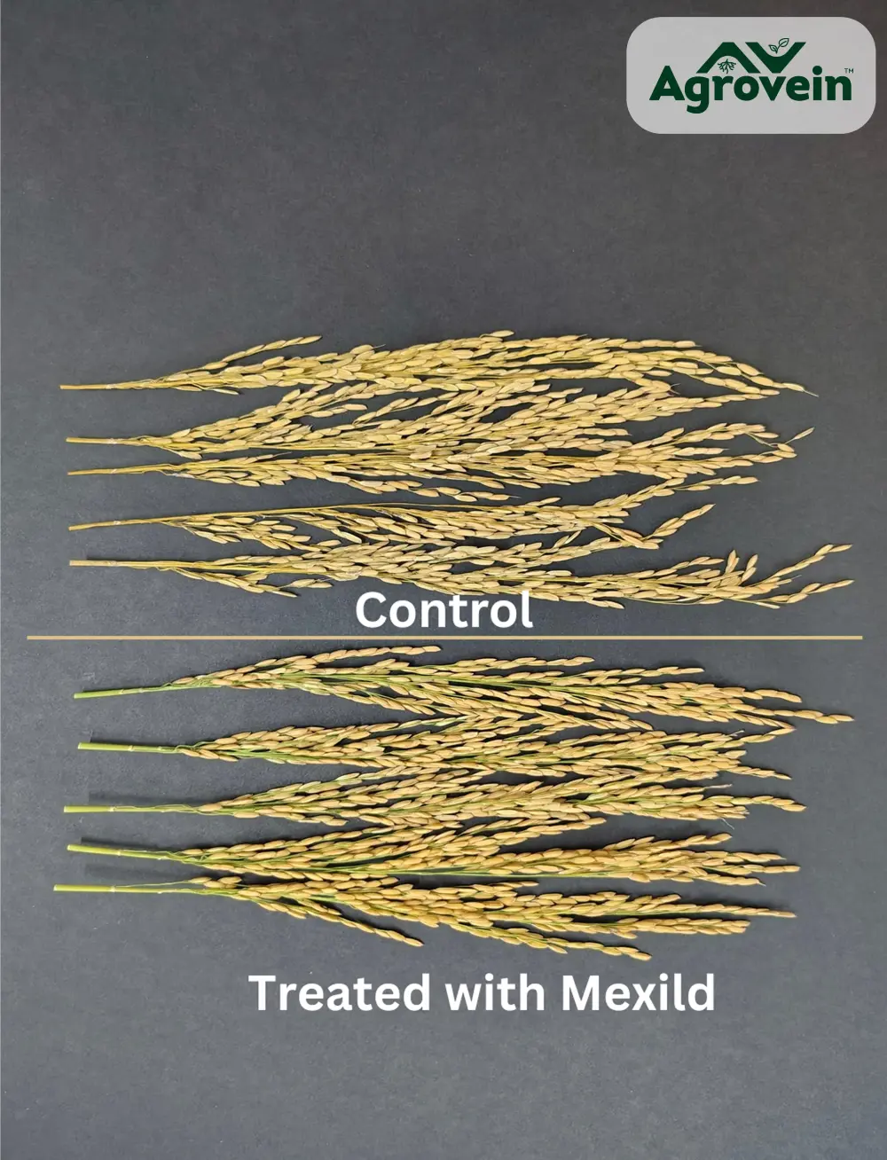 Powerful Results of Mexild on Rice