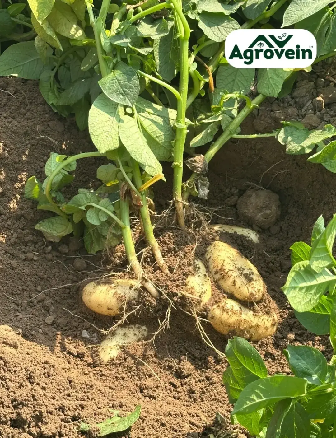 Mexild™ in Potato Crop