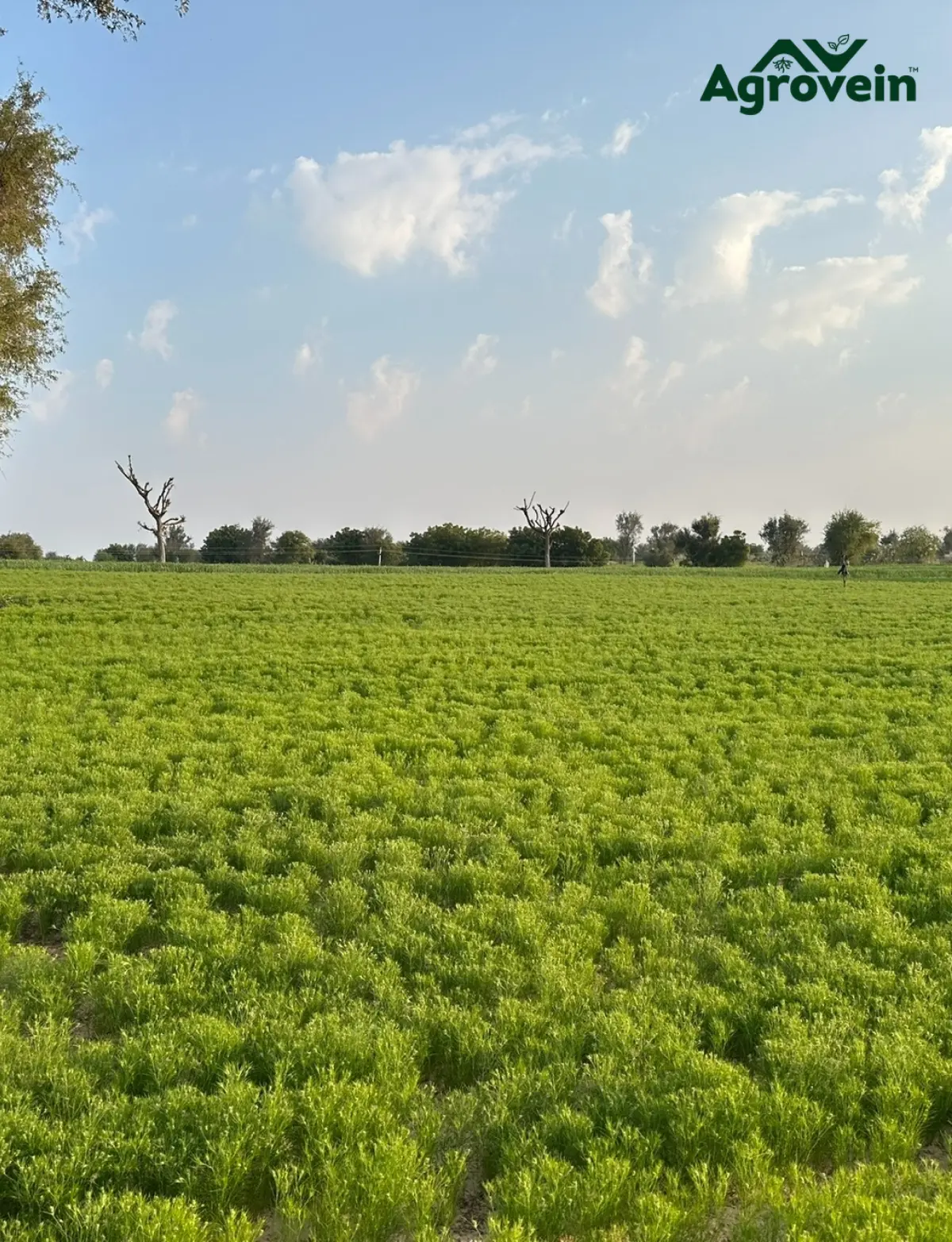 The Science of Nutrient Use Efficiency