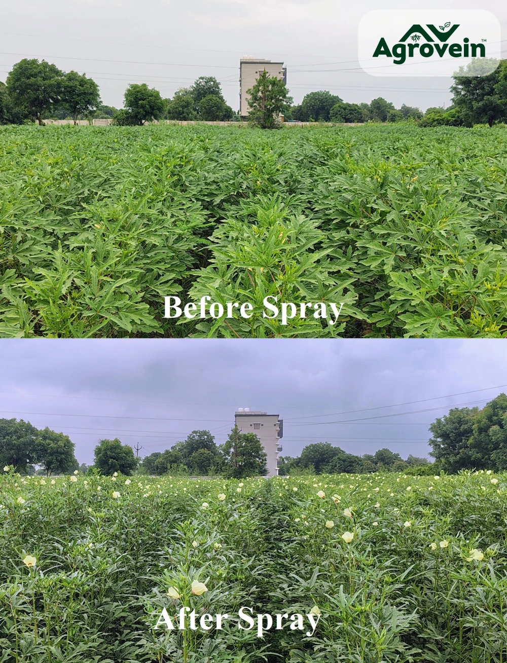 Relation between Flowering & Yield