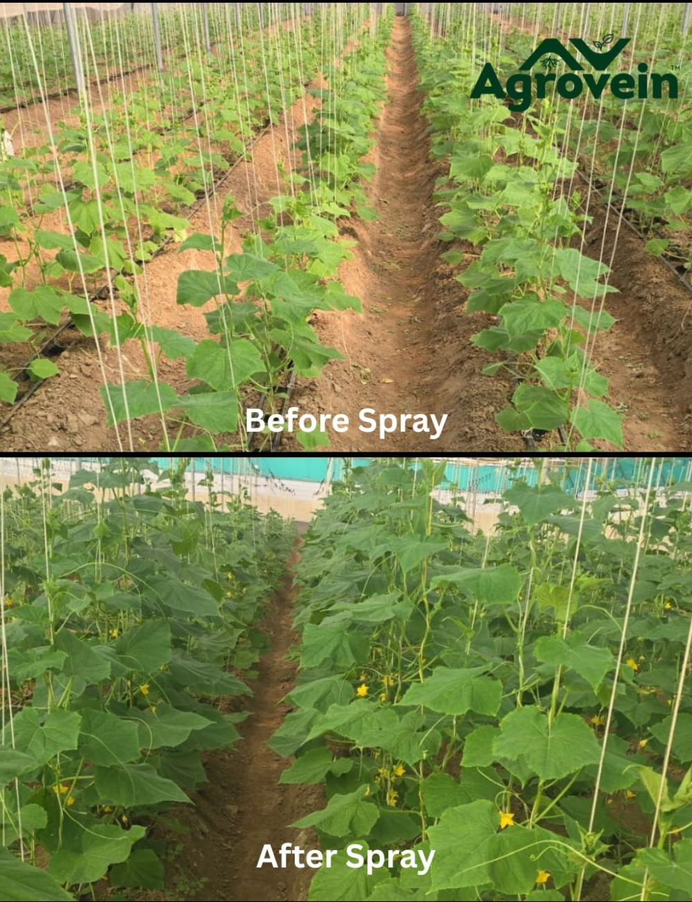 Why Polyhouse farmers adopting Mexild ?