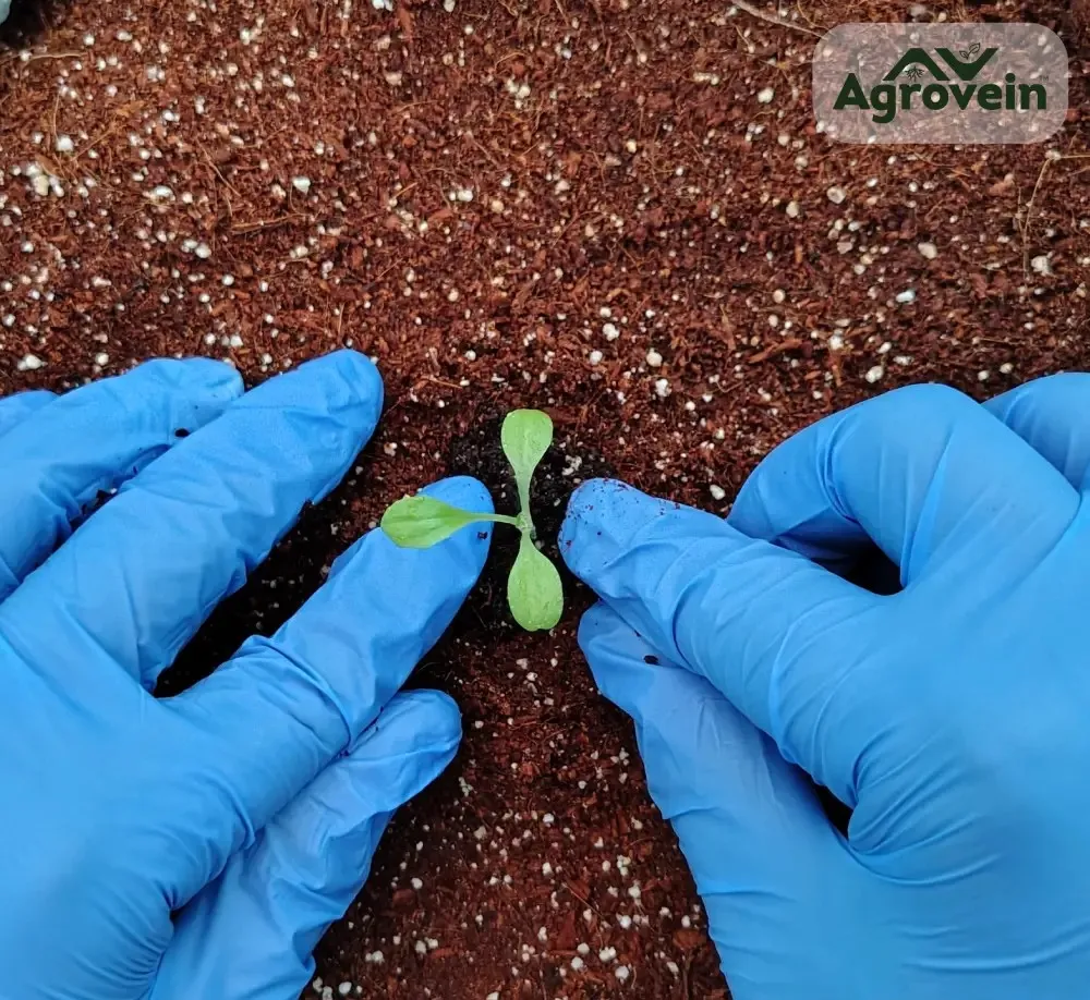 Agrovein Solutions testing Images
