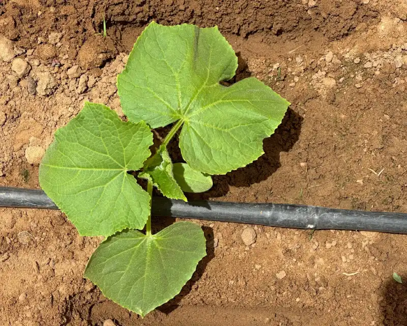 Plant Vigor Assessment Test